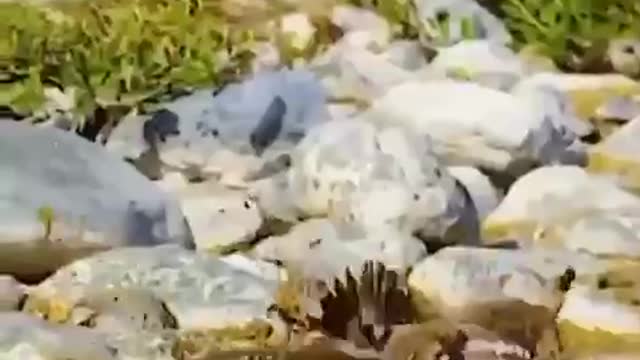 Bobcat catches two seagulls at same time