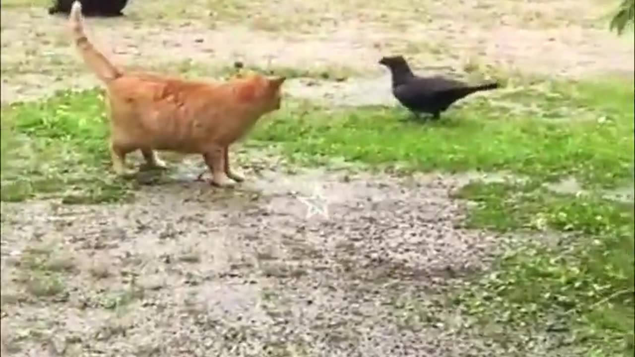 Funny animals