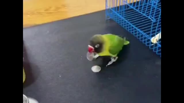 Brilliant smart parrot