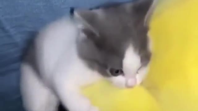 Funny cute Cat