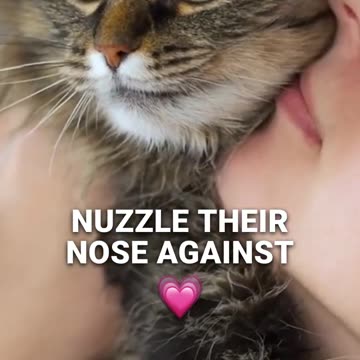 Why Cats Hate When You Touch Their Nose_ 😾👃