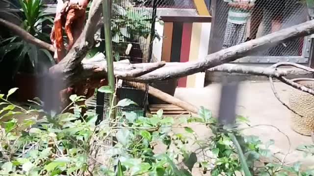Parrot