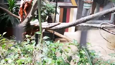 Parrot