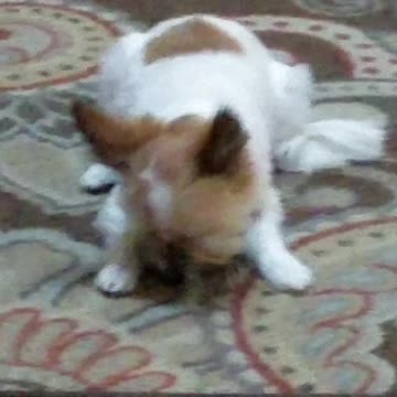 Cody The Havanese Having A Doggie Scooby Snack