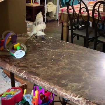 Excited cockatoo almost hops right off counter