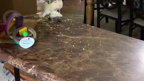 Excited cockatoo almost hops right off counter