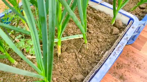 How to Grow Garlic and Harvest Bulbs at Home