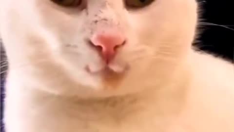 It's so cute that you did it on your own merit