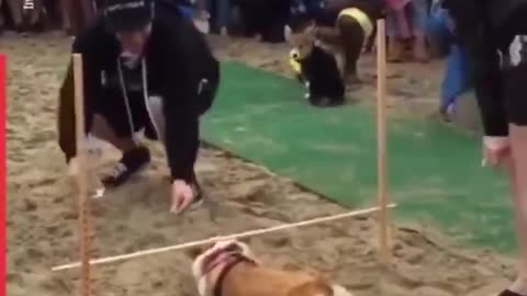 Lovely Corgi