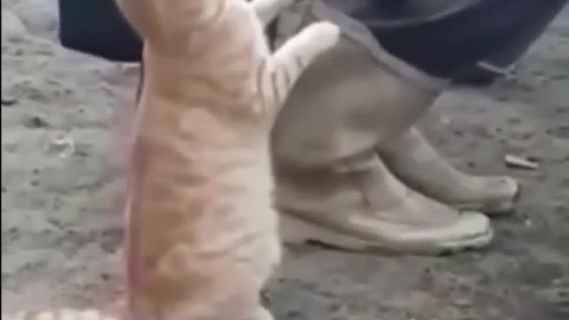 This cat is....