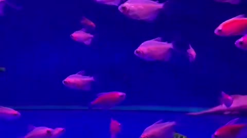 Beautiful fish