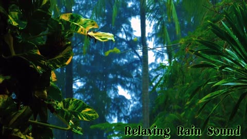 Rainforest Rain Sounds for Sleeping