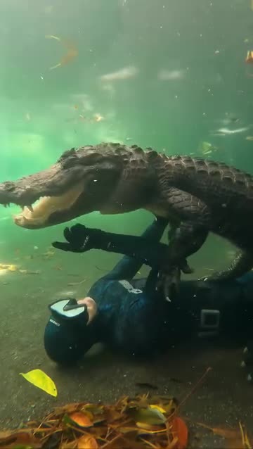 Gator tries to bite him in the face