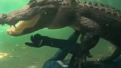 Gator tries to bite him in the face