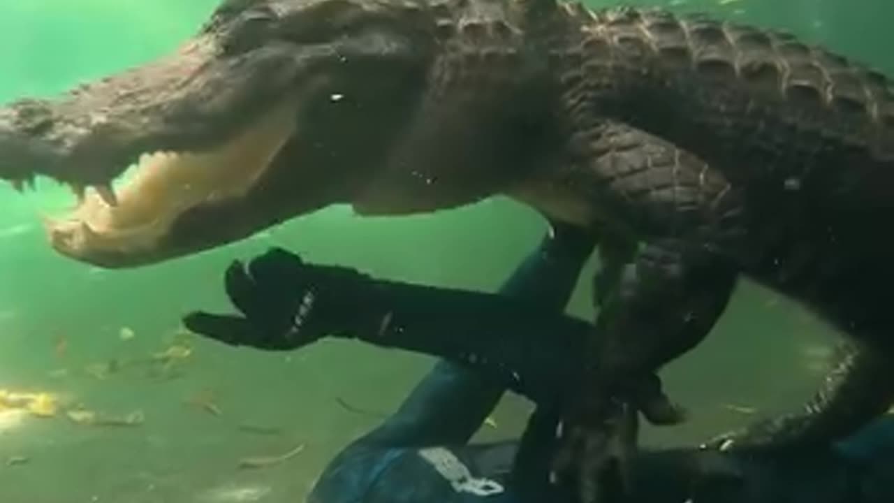 Gator tries to bite him in the face