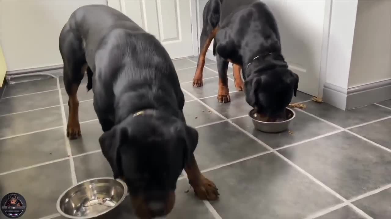 Feeding our Rottweilers RAW Diet