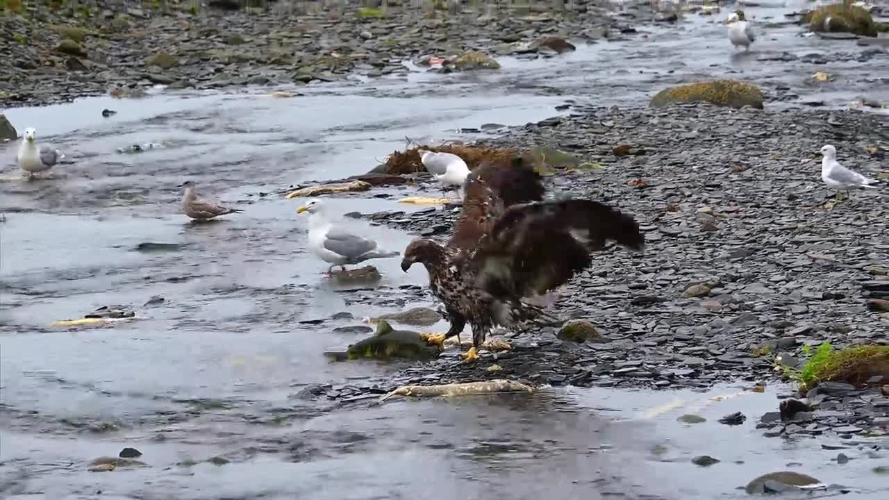 Fishing the salmon derby