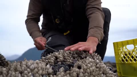 Why Gooseneck Barnacles Are So Expensive _ So Expensive.