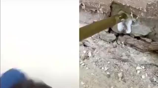 Girls Reacting to Bamboo Pulling (Sexy and Funny)