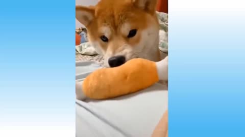 Shiba Inu VS Toy
