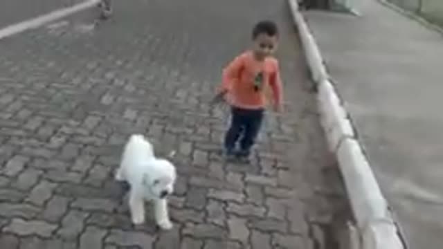Passeando com cãozinho