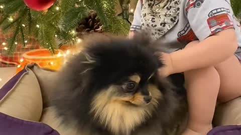 Cute Small Child Playing With Dog