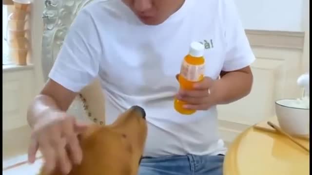Funny Dog Compilation | Dog Funny Video