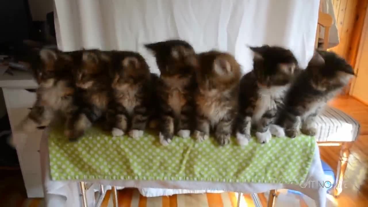 Funny actions of cat