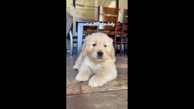 Fluffy Golden Retriever Puppy