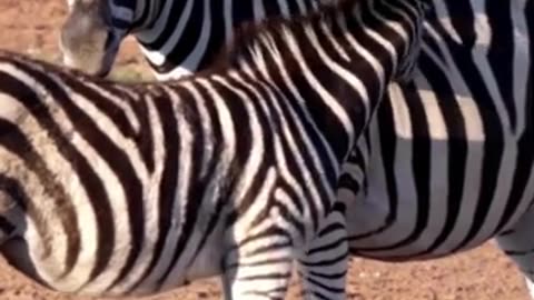 zebra 😮❤️