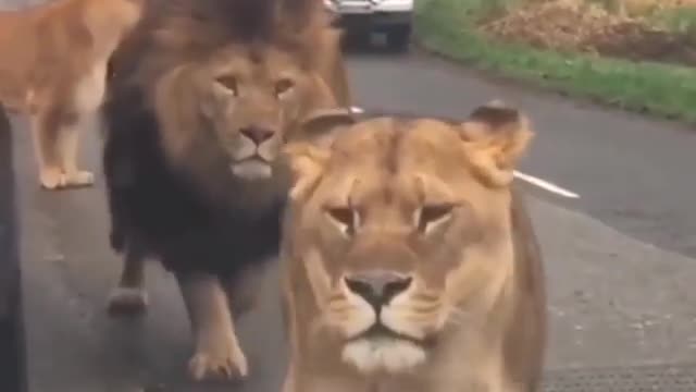 Lion with his gang crossing the road