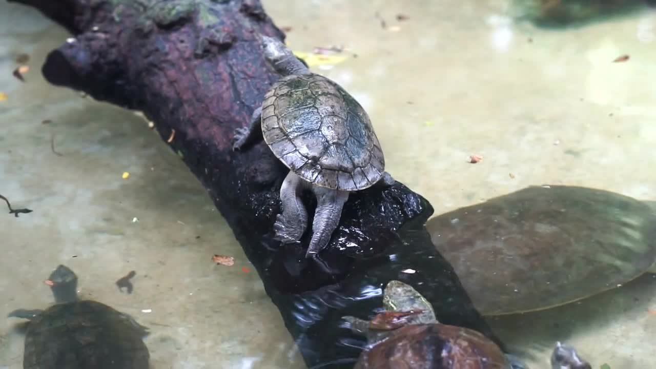 Turtle walking on log near water