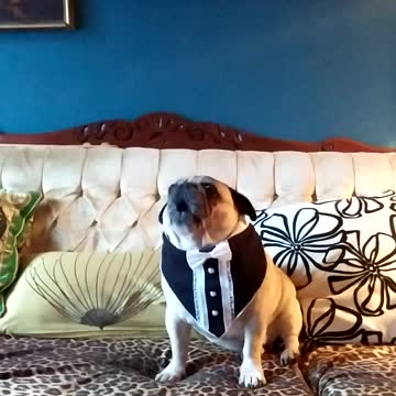 Pug Screams Over Owner’s “Chubby Pug” Song