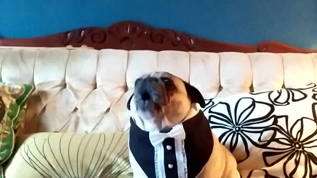 Pug Screams Over Owner’s “Chubby Pug” Song