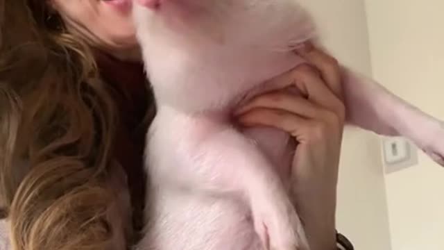 Latest version of the year|Cute and interesting baby pig|Interesting pet dogs and cats