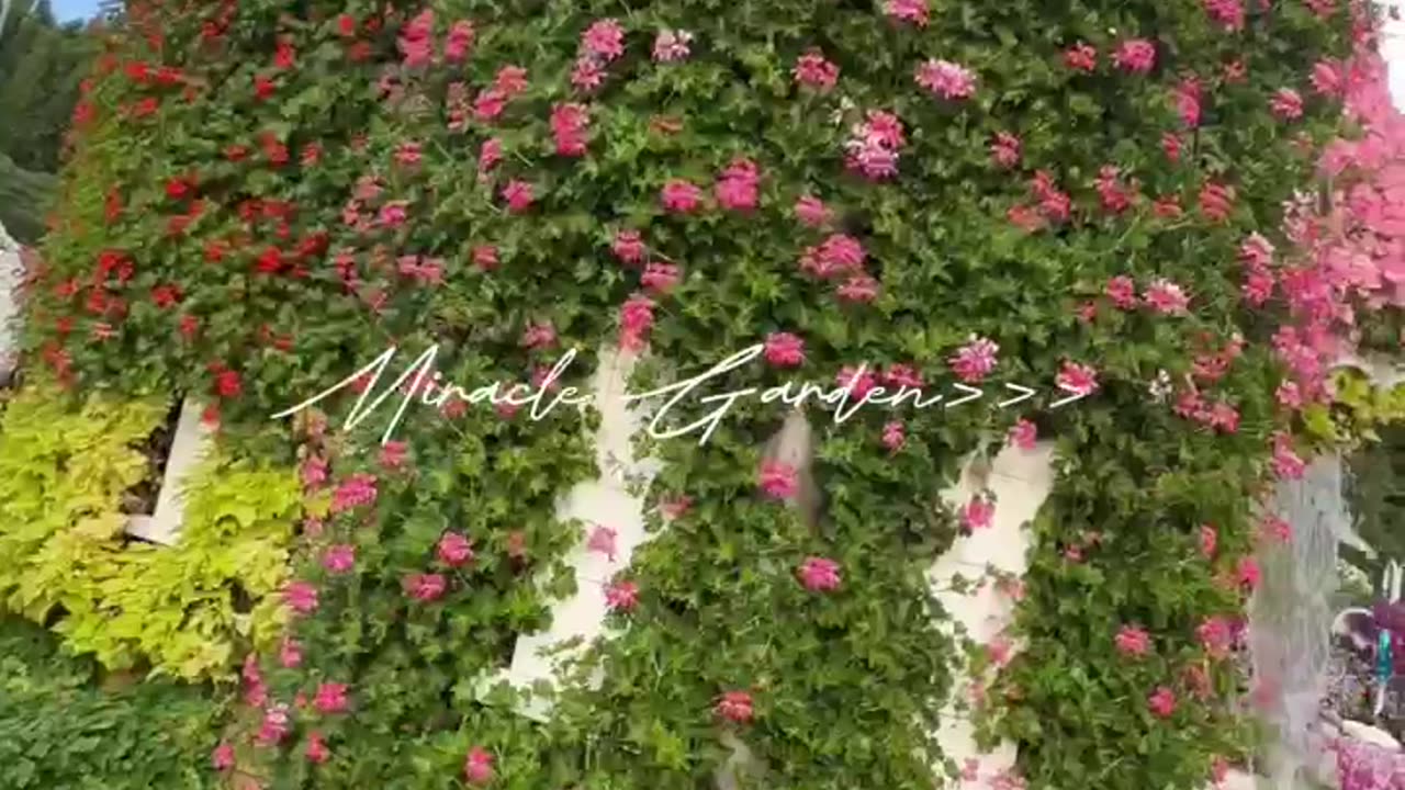 Miracle garden of dubai