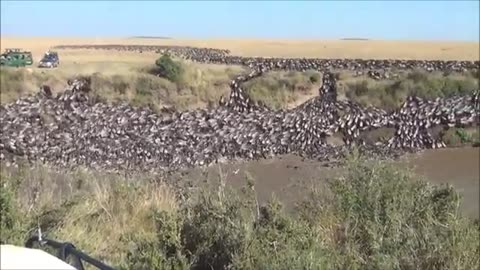 Tens of thousands of wildebeests migrate across the Mara River in kenya