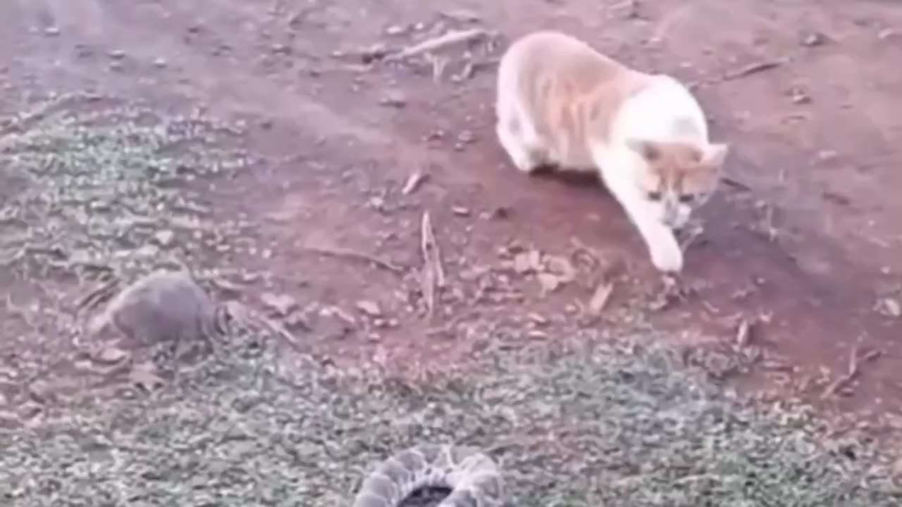 Funny animal video 🤣