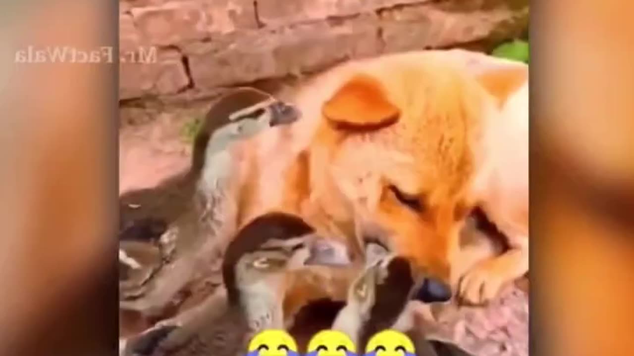 Amazing animals