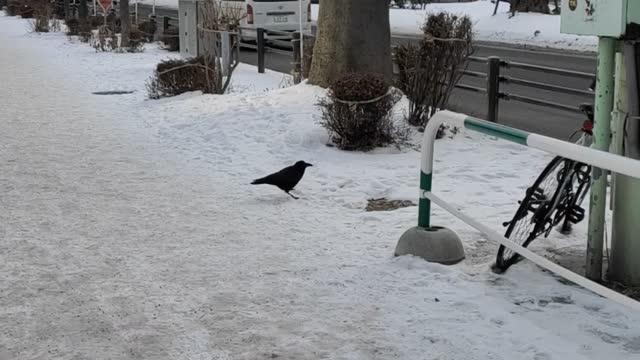 Crow in winter