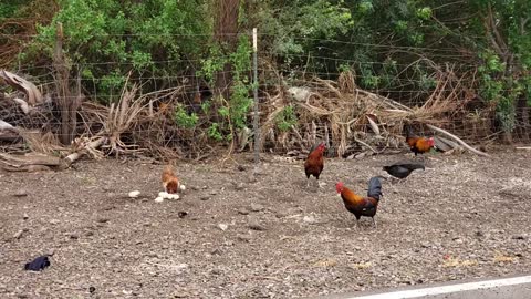 Wild Chickens And Zebra Doves