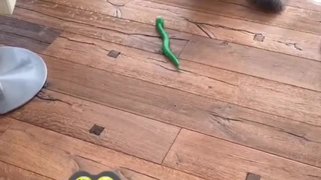 Baby Cats - Cute 🐈Cats😸 Funny 😸😸Videos Compilations
