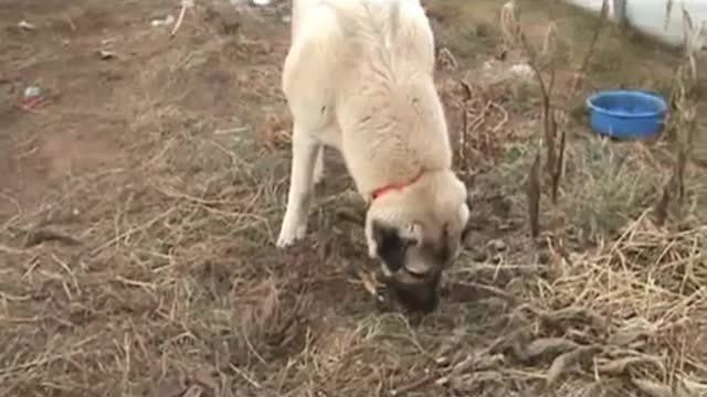 Kangal Dog - 8 months old