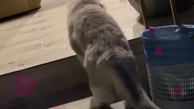 She is getting shocked or what | Cuter cat