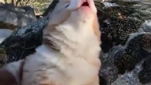 Cute Australian Shepherd Puppy Howling