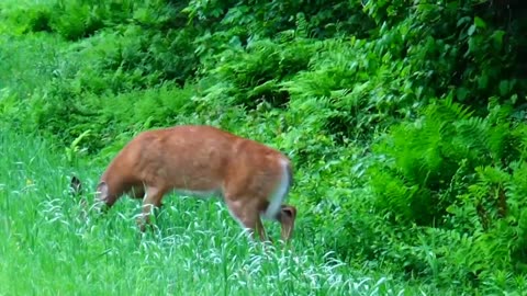 White-tailed deer