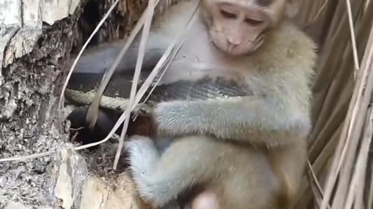 Snake and monkey fight for survival