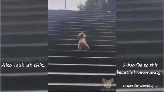 RUNNING THE GREEN MILE!!🤣 FUNNIEST 🐶 DOGS AND😻CATS - AWESOME FUNNY PETS