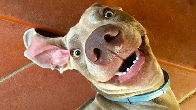 Funniest dog reaction video compilation