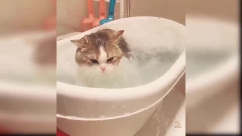 cat taking a bath